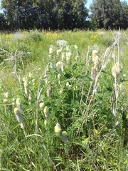 Astragalus alopecurus