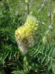 Astragalus alopecurus