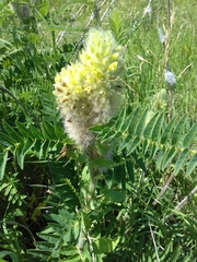 Astragalus alopecurus