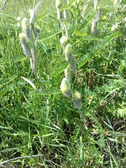 Astragalus alopecurus