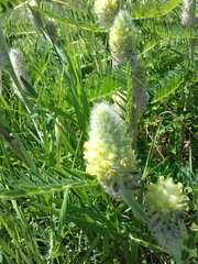 Astragalus alopecurus
