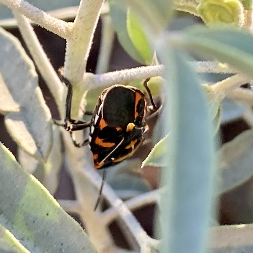iNaturalist observation photo of Harlequin Bug