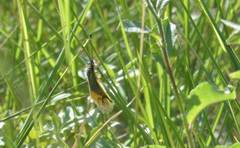 Libelloides longicornis