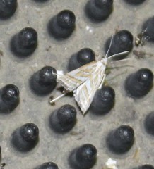 Leptosteges parthenialis