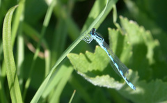 Coenagrion mercuriale