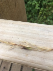 Arrhenatherum elatius