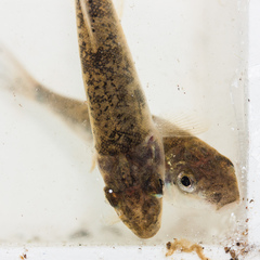 Catostomus occidentalis