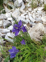 Aquilegia bertolonii