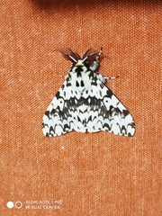 Lymantria monacha