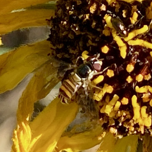 iNaturalist observation photo of Oblique Streaktail
