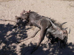 Connochaetes taurinus