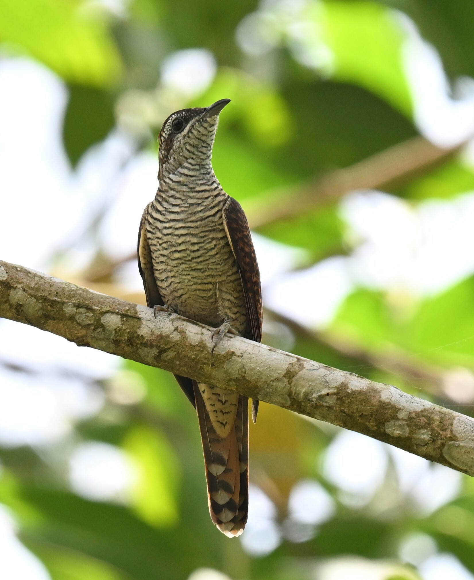 Banded Bay Cuckoo