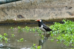 Gracupica floweri
