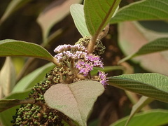 Callicarpa tomentosa