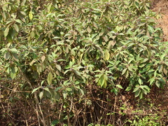 Callicarpa tomentosa