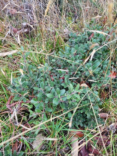 Odd, Tiny Manzanita foliage