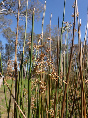 Juncus ingens (Juncus ingens)