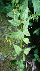 Lysimachia capillipes