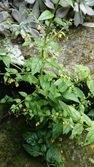 Lysimachia capillipes