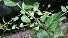 Lysimachia capillipes