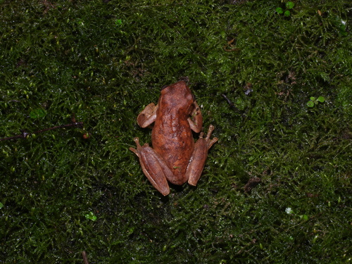Pine Forest Stream Frog