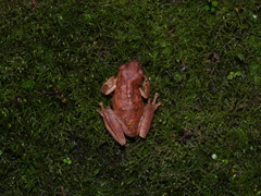 Pine Forest Stream Frog photo 2