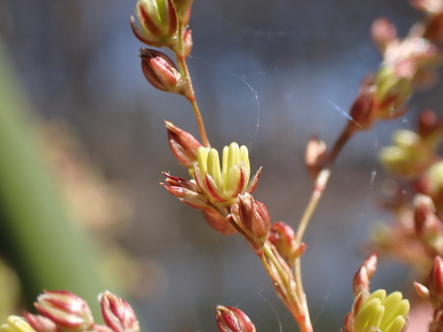 Juncus ingens (Juncus ingens)