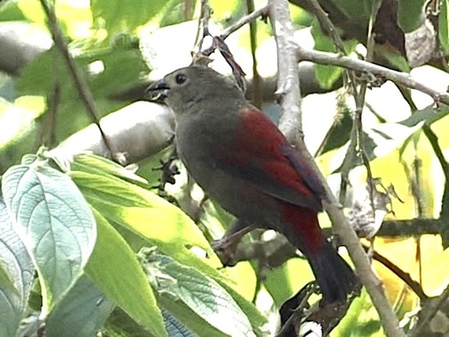 Red-faced Crimsonwing (Cryptospiza reichenovii), photo 7