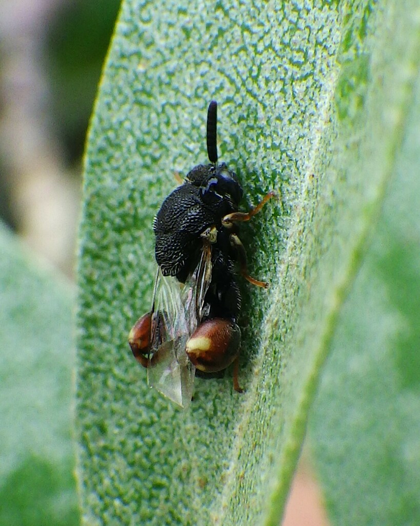 Brachymeria parvula