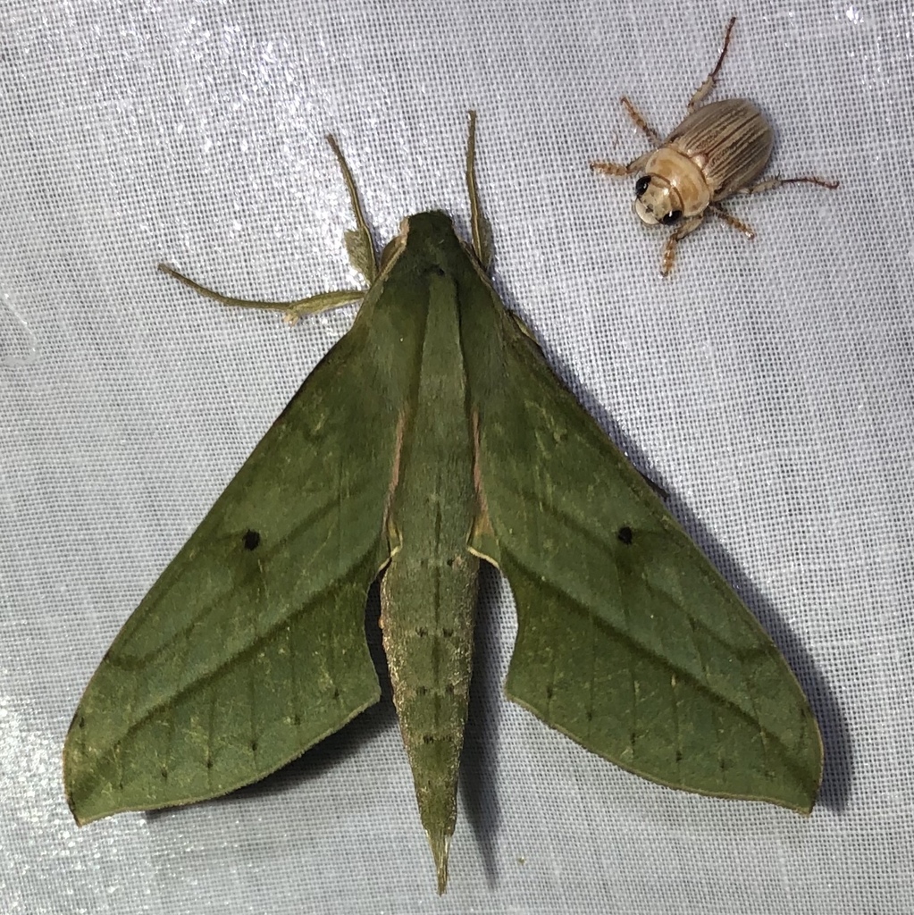 Xylophanes fassli