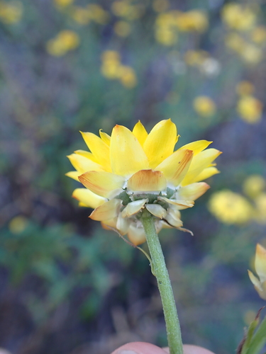 Xerochrysum bracteatum