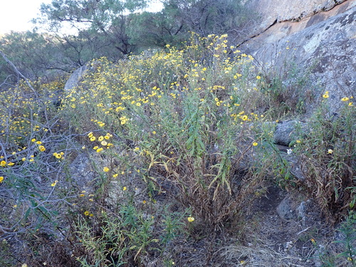 Xerochrysum bracteatum