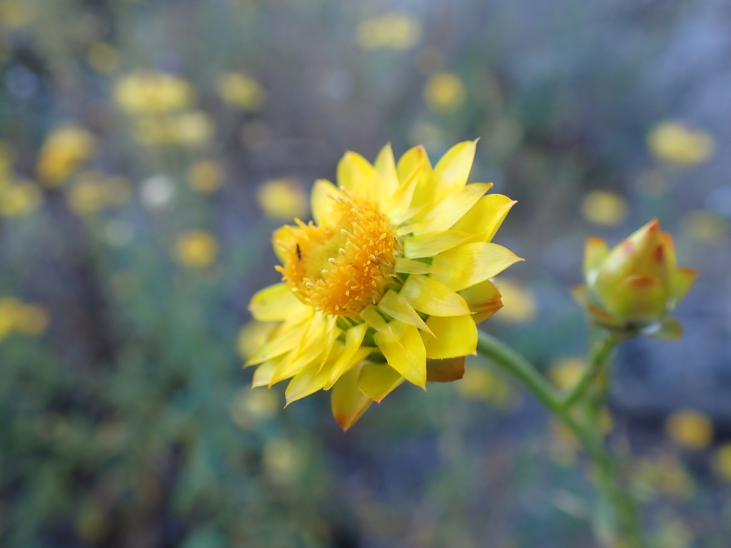 Xerochrysum bracteatum, Pyramid Hill VIC 3575, Australia
