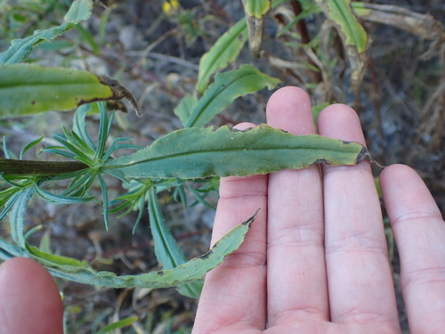 Xerochrysum bracteatum