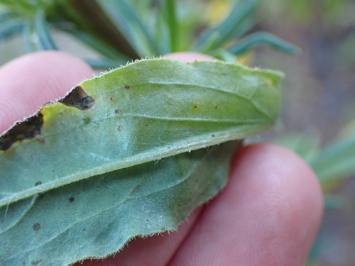 Image of Xerochrysum bracteatum by (c) Nina Kerr, some rights reserved (CC BY)