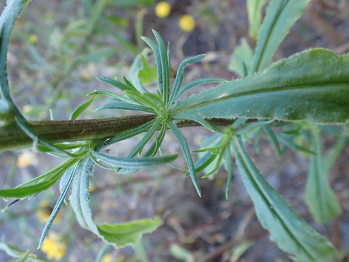 Xerochrysum bracteatum