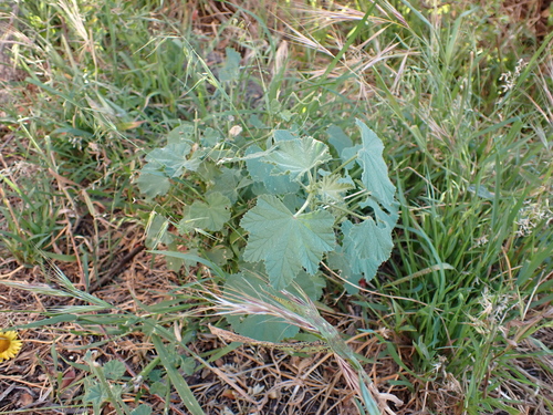 Australian Hollyhock (Malva weinmanniana)