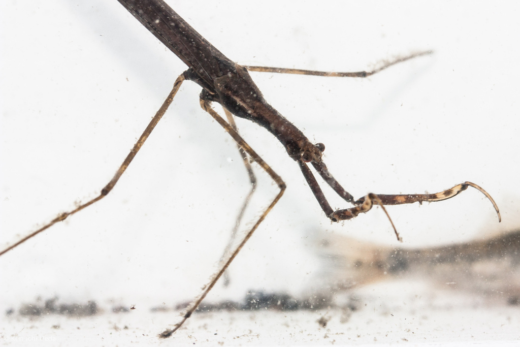 Western Waterscorpion