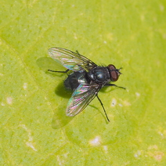 Bellardia bayeri