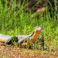 Varanus mertensi
