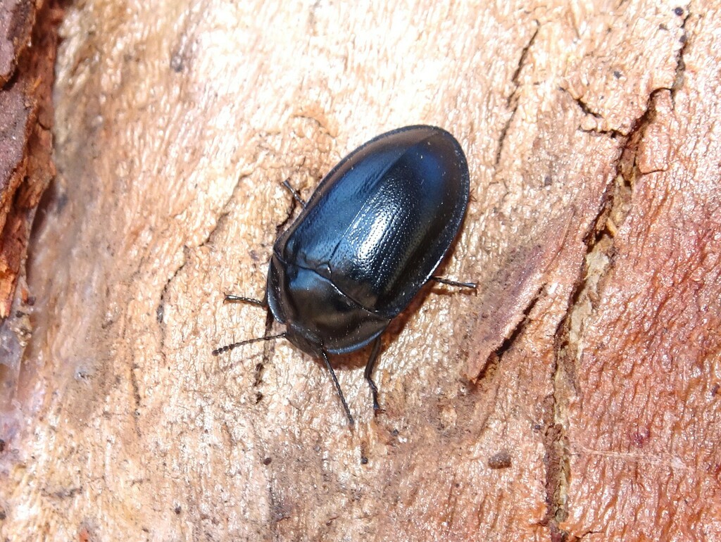 Pterohelaeus laticollis