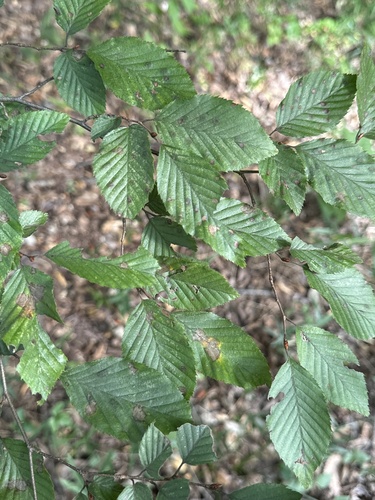 Carpinus tschonoskii, photograph 6