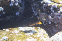 Plectroglyphidodon gascoynei