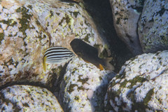 Plectroglyphidodon gascoynei