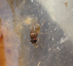 Drosophila repleta