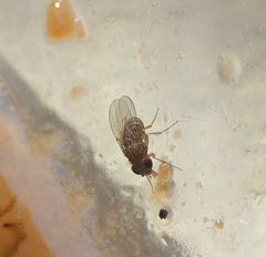 Drosophila repleta