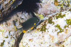 Plectroglyphidodon gascoynei