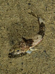 Roughback Sculpin photo 5