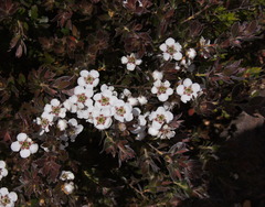 Leptospermum coriaceum