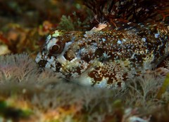 Lipophrys trigloides